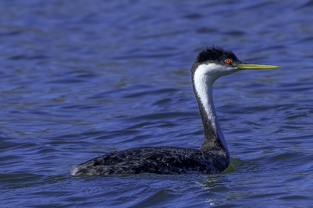 Western Grebe.jpg
