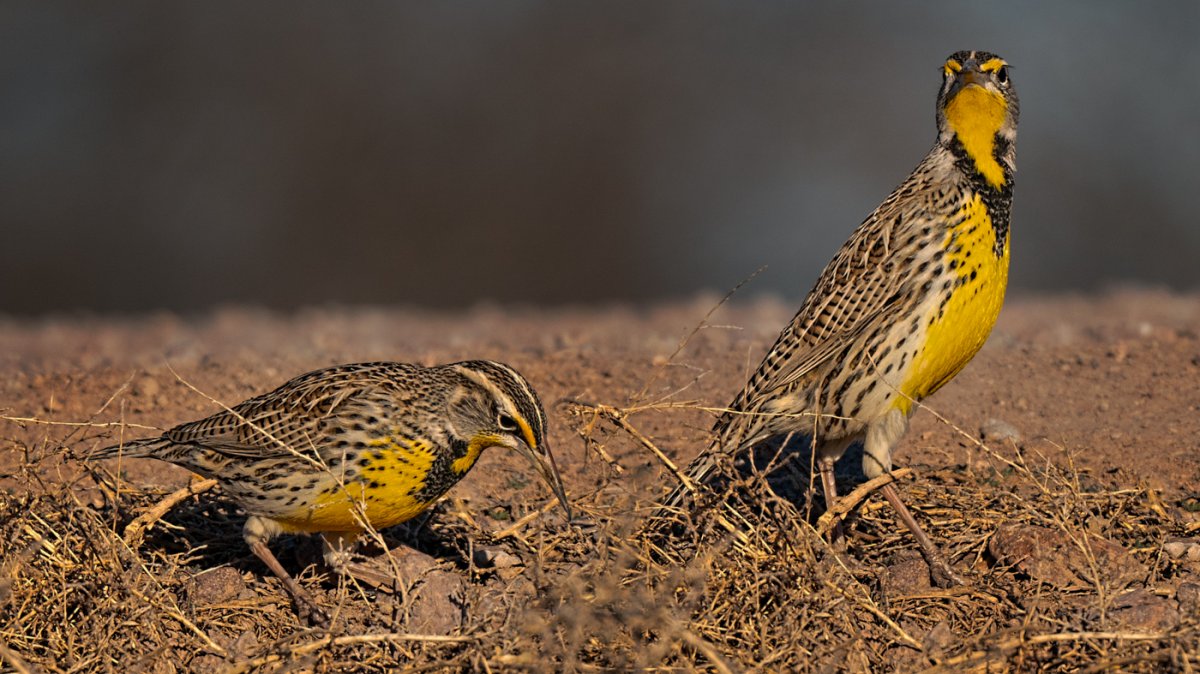 Western meadowlark-2070-Edit-Edit.jpg