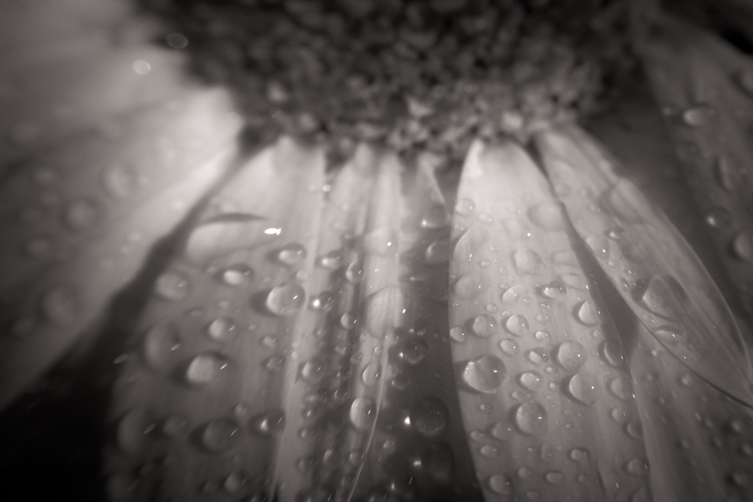 Wet-Petals---ST-BNW---1.jpg
