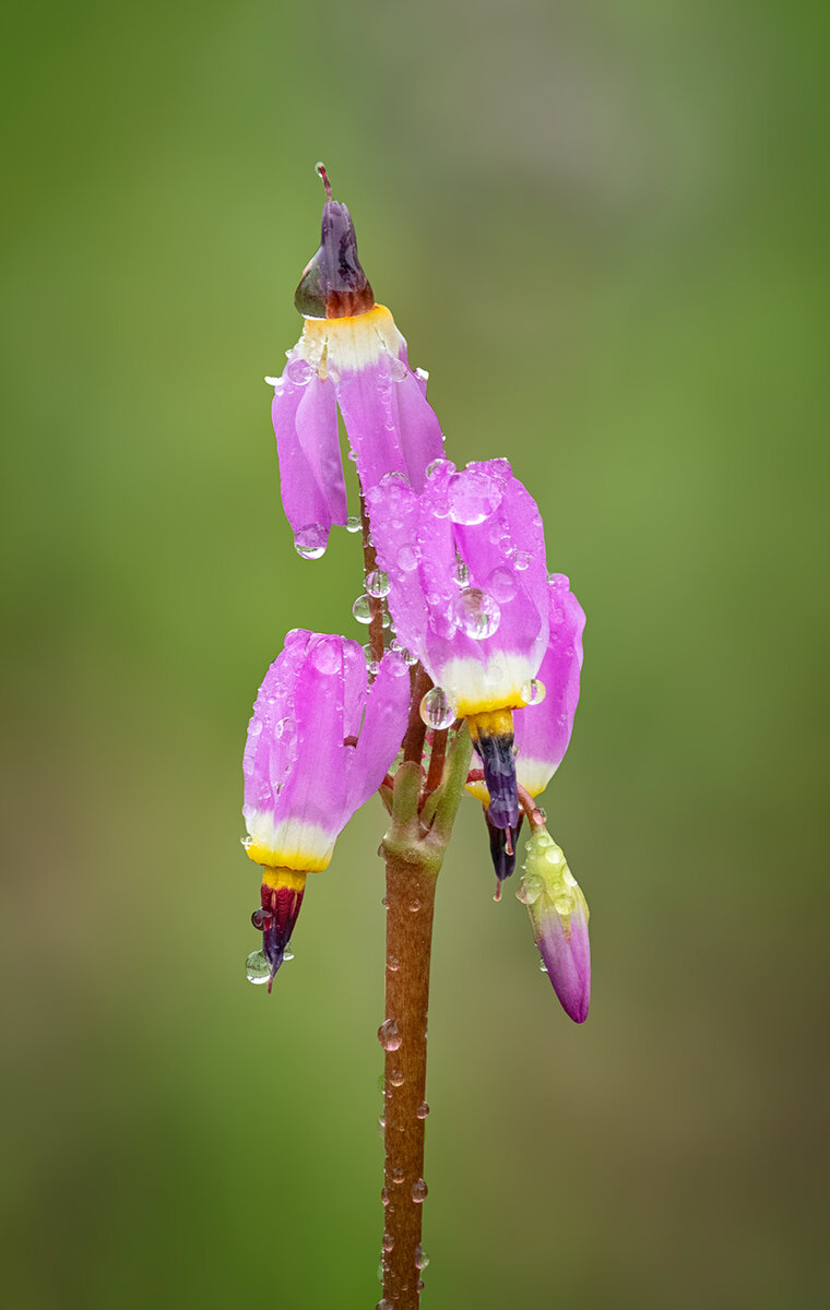 WetDodecatheonBlurNik.jpg