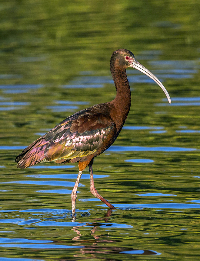 Whie-faced Ibis.jpg