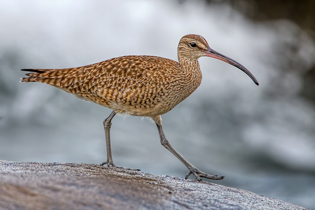 Whimbrel.png