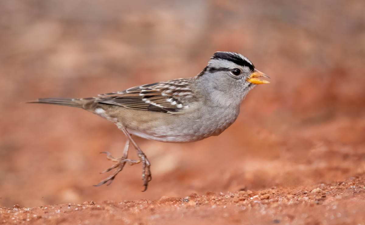 White-crowned Sparrow-08579-Edit.jpg