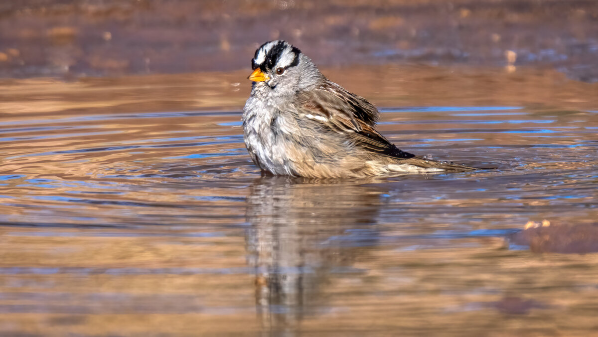 White-crowned Sparrow-Edit.jpg