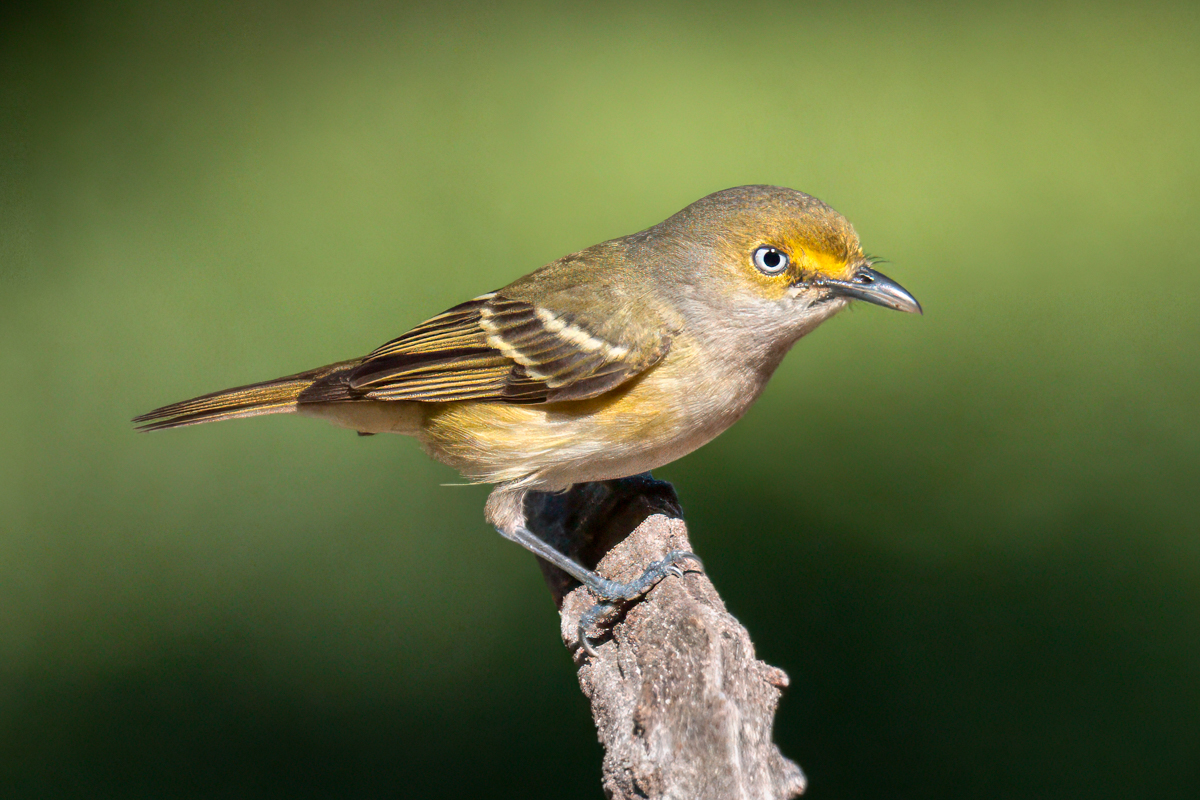 White-eyed vireo-09070-Edit.jpg