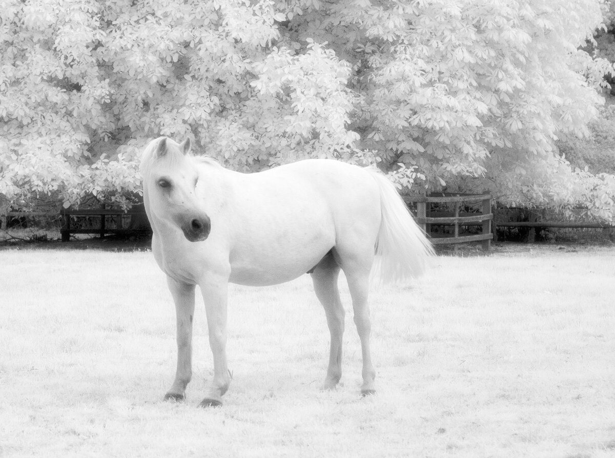 White horse.jpg