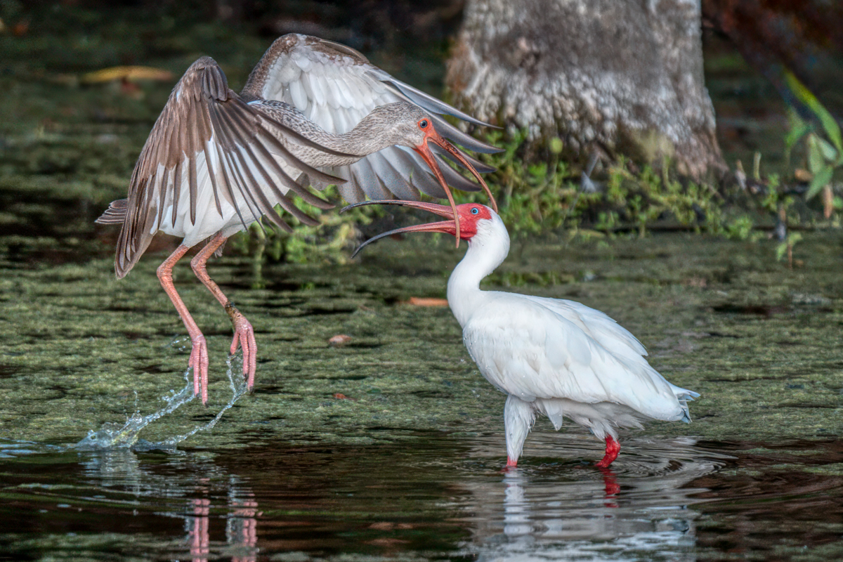 White ibis-03669-Edit.jpg