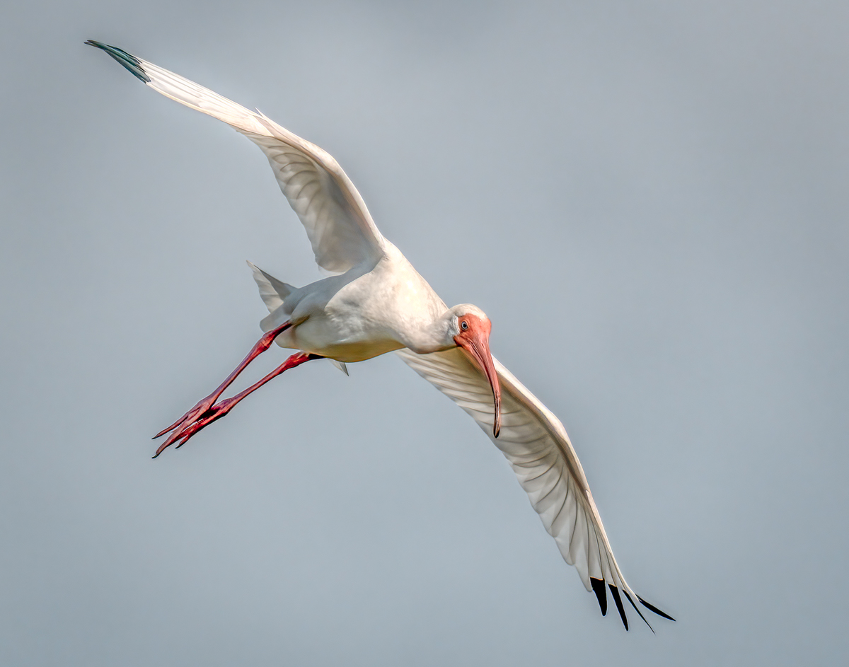 White Ibis 0447-Edit.jpg