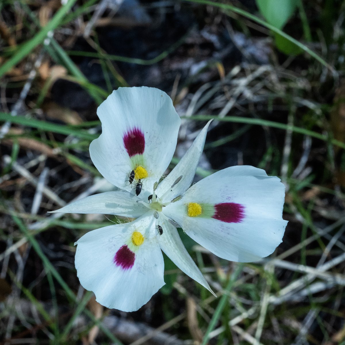 White-Sego.jpg