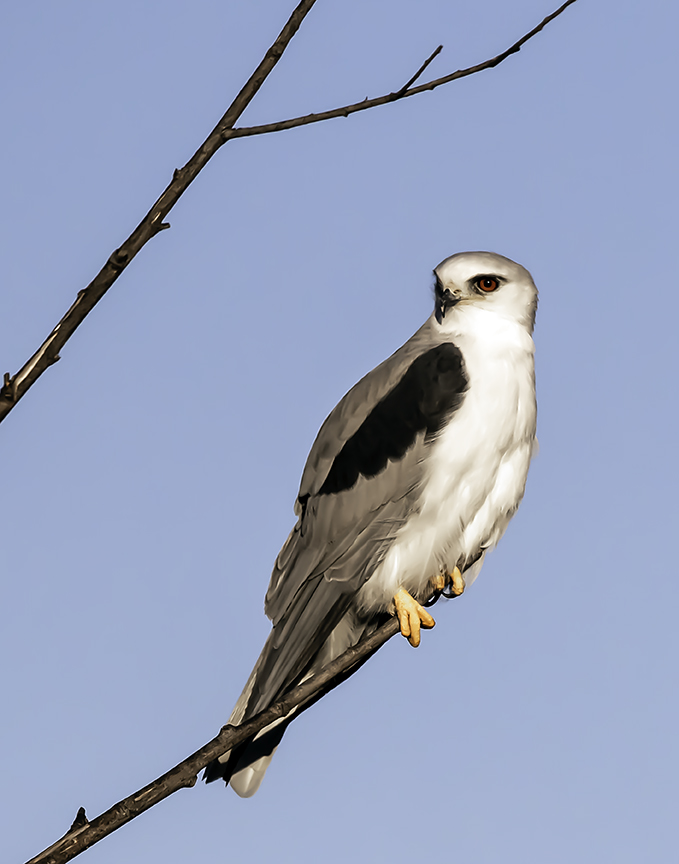 White-tailed Kite IV.jpg
