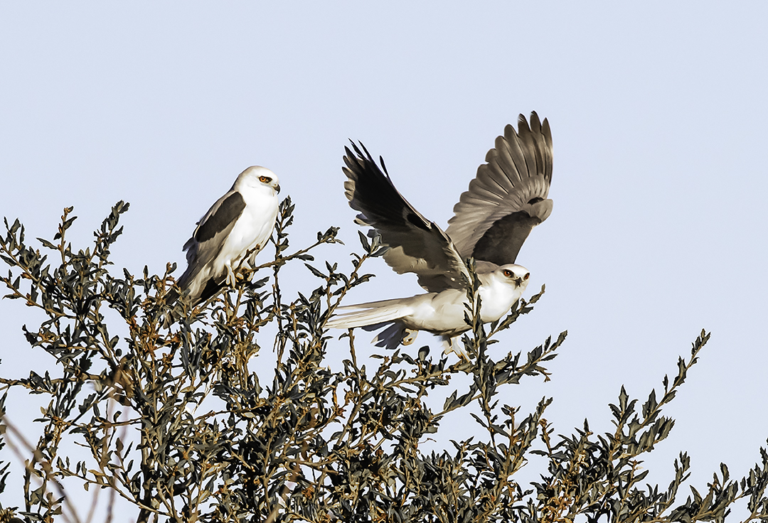 White-tailed Kite Pair.jpg
