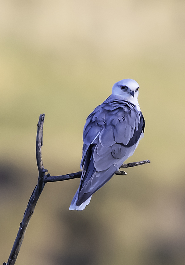 White-tailed Kite VI.jpg