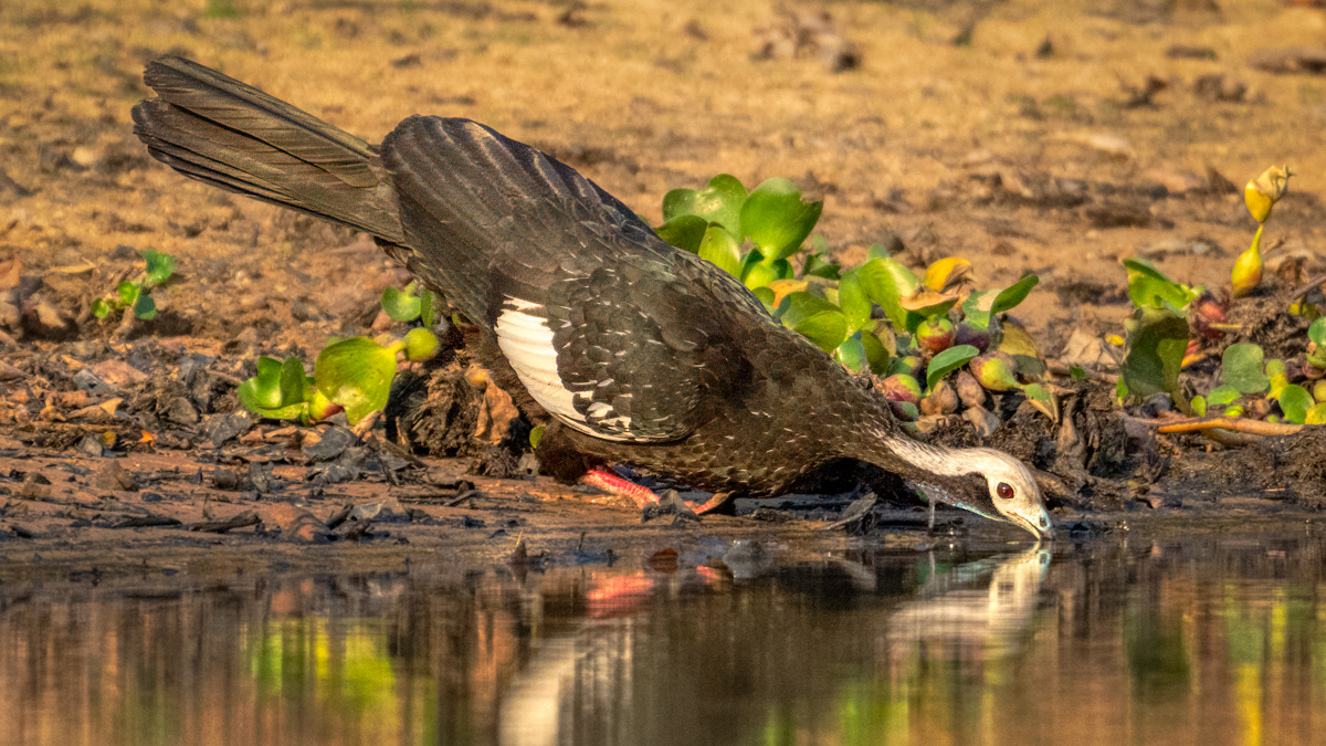 White-throated piping guan-03992-Edit.jpg