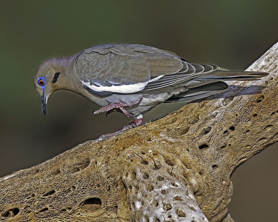 White-winged Dove.jpg