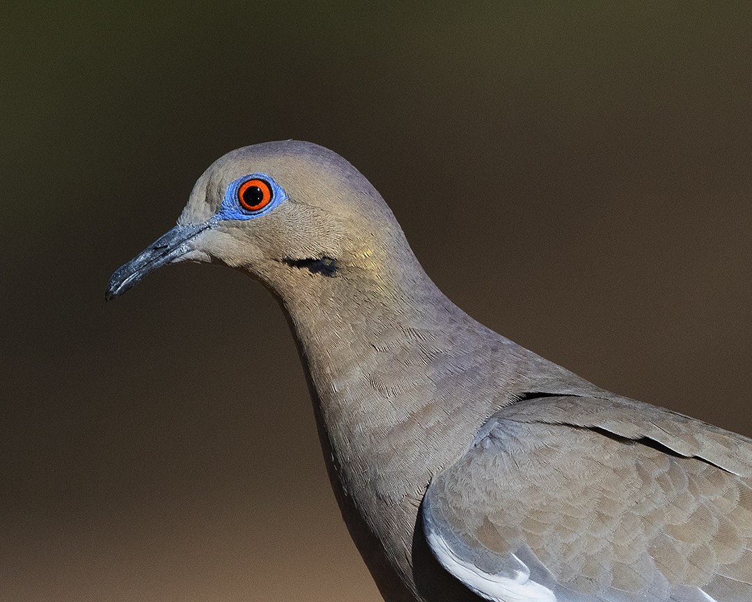 White-winged Dove Portrait.jpg