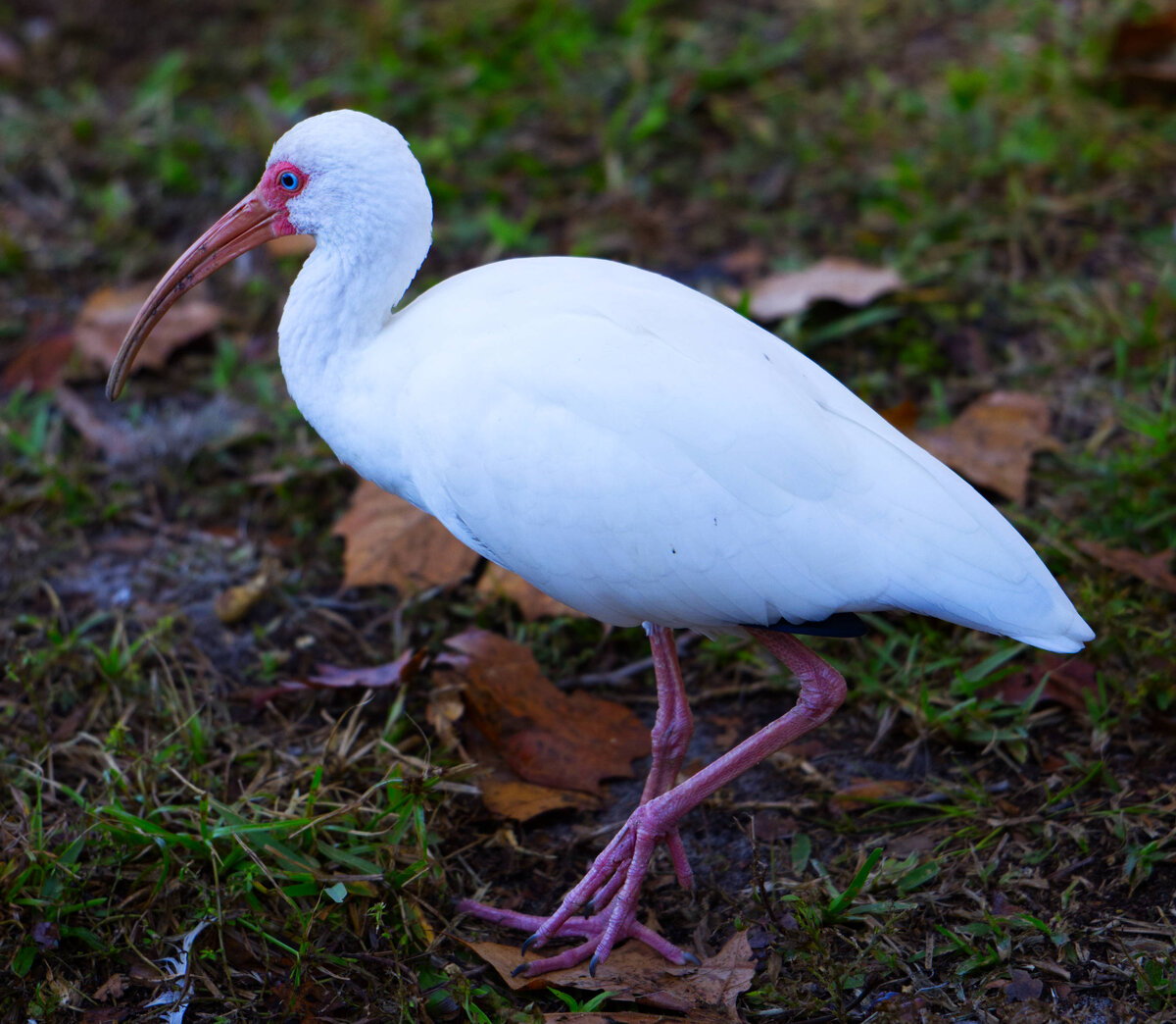 whitebird.jpg