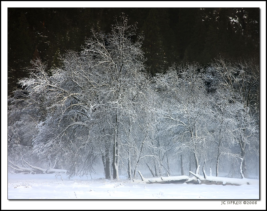 whitetrees4.jpg