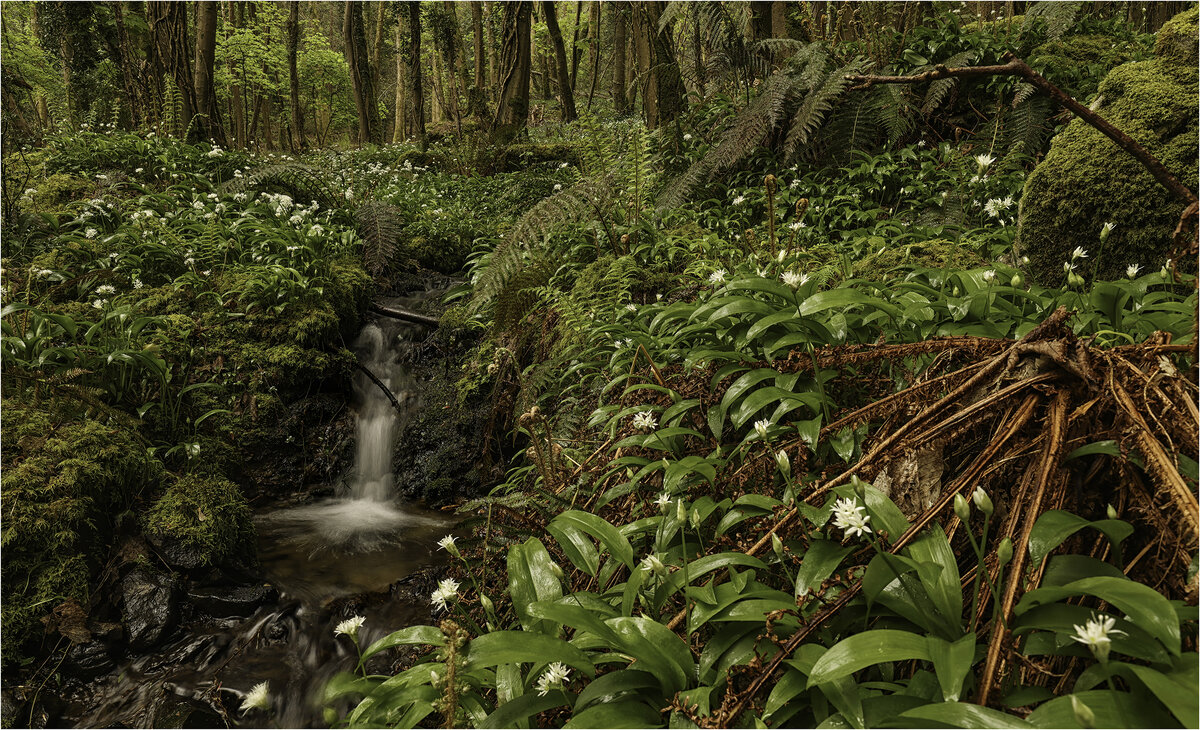 Wild Garlic.jpg