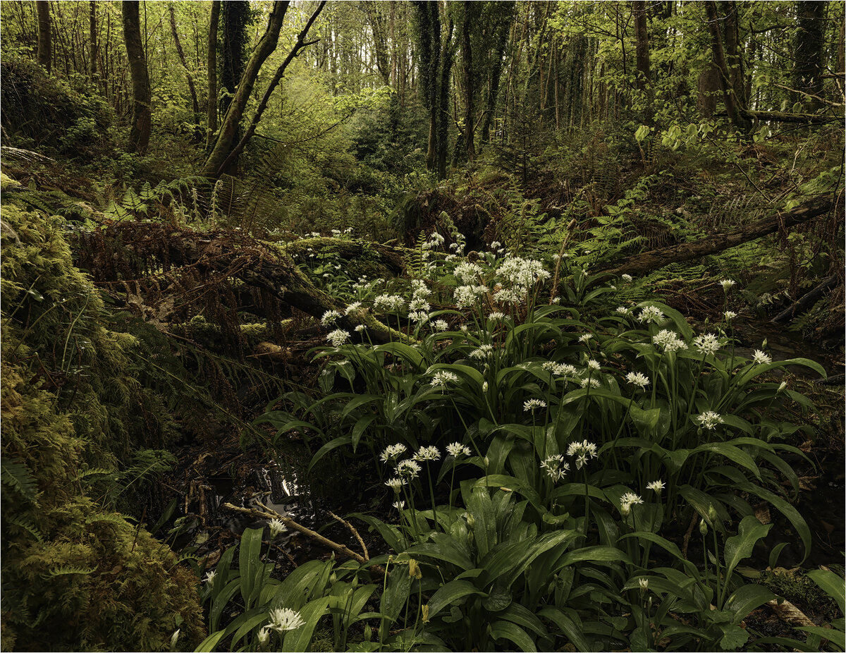 Wild garlic4.jpg
