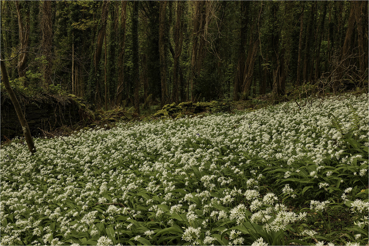 Wild garlic6.jpg