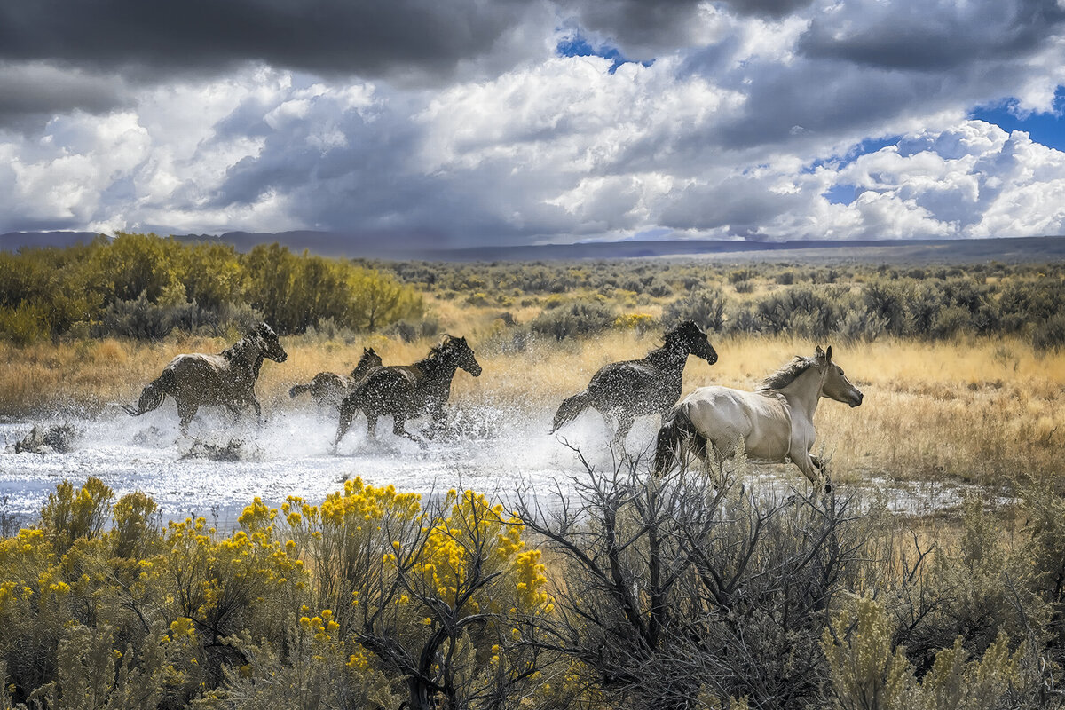 Wild-Horses.jpg