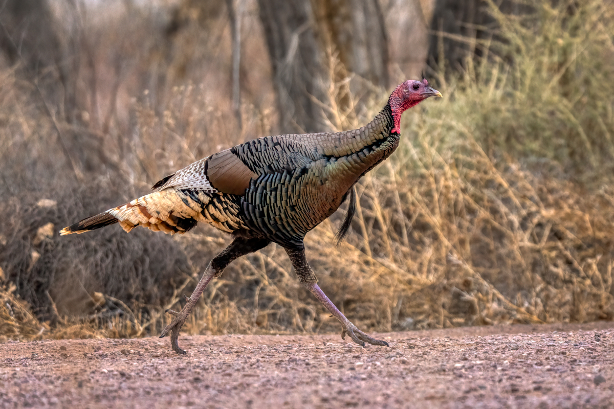 Wild turkey-06782-Edit.jpg