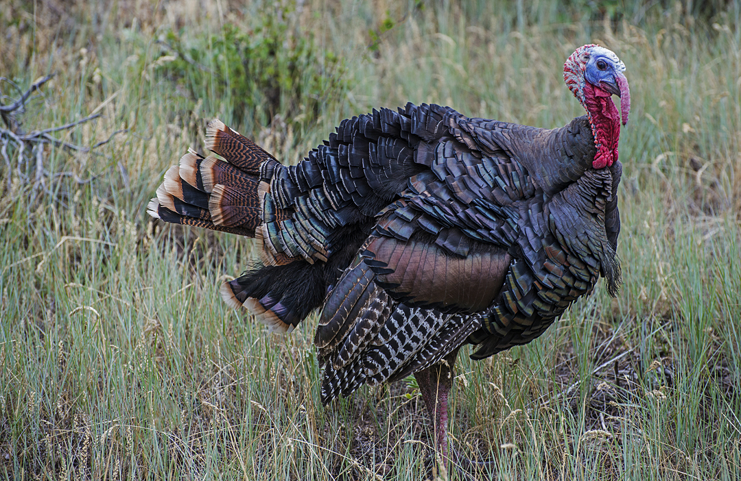 Wild Turkey (1 of 1).jpg