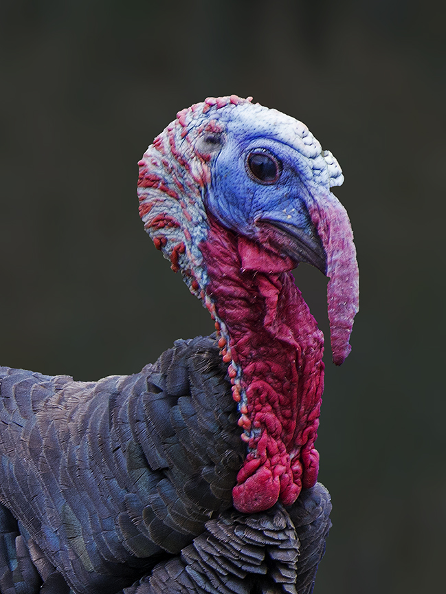 Wild Turkey portrait.jpg