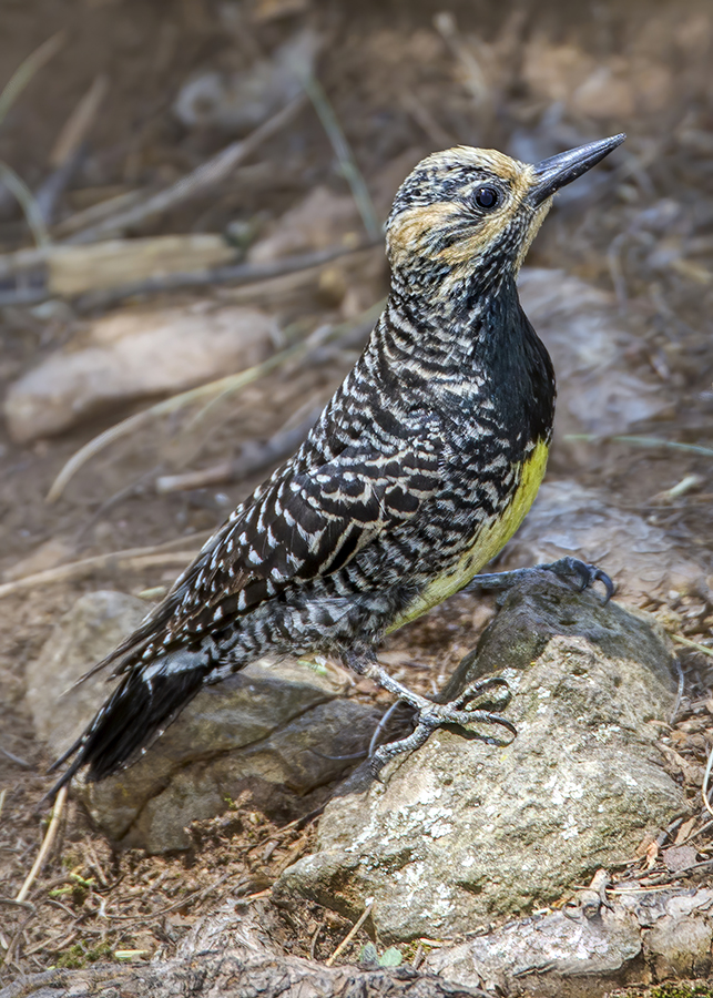 Williamson's Sapsucker (female).jpg