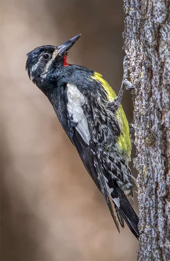 Williamson's Sapsucker.jpg