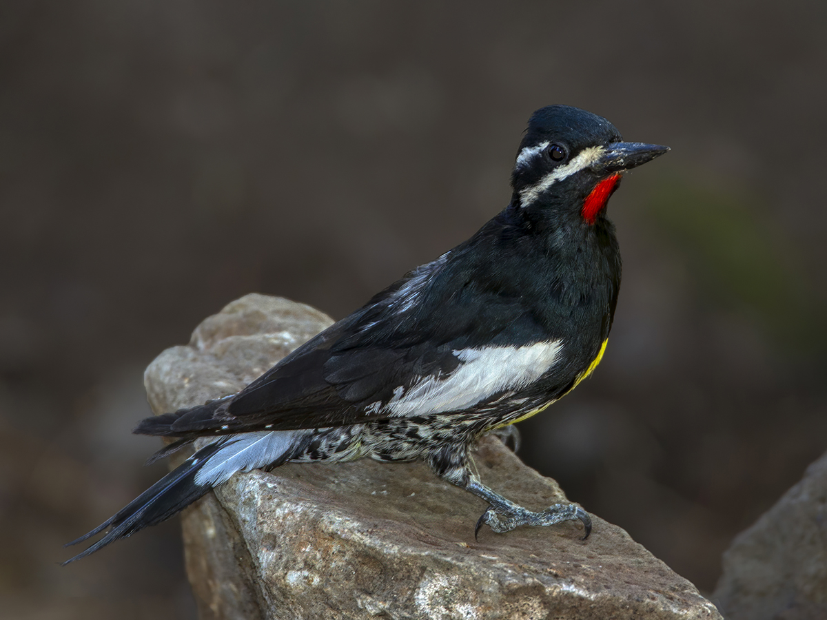 Williamson's Sapsucker (male).jpg