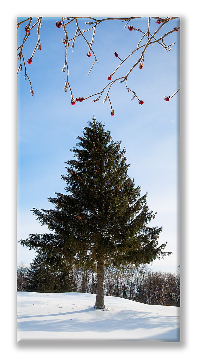 Winter 17 Dec 31-14 Tall Pine and Sumac Display.jpg
