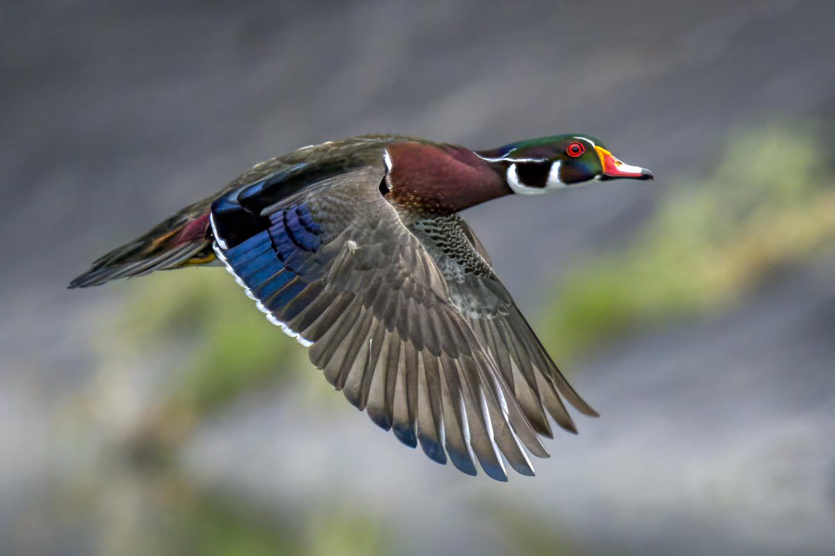 Wood duck-06419-Edit.jpg