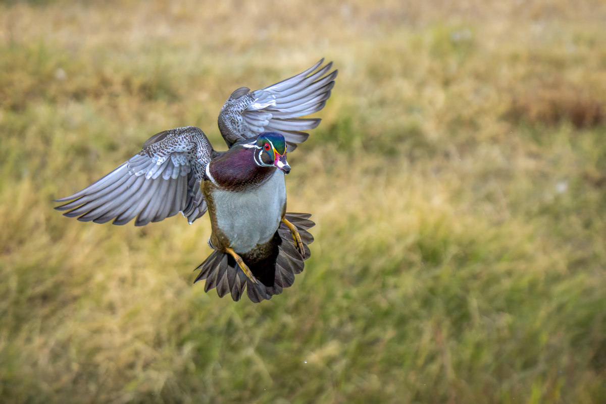 Wood duck-06893-Edit.jpg