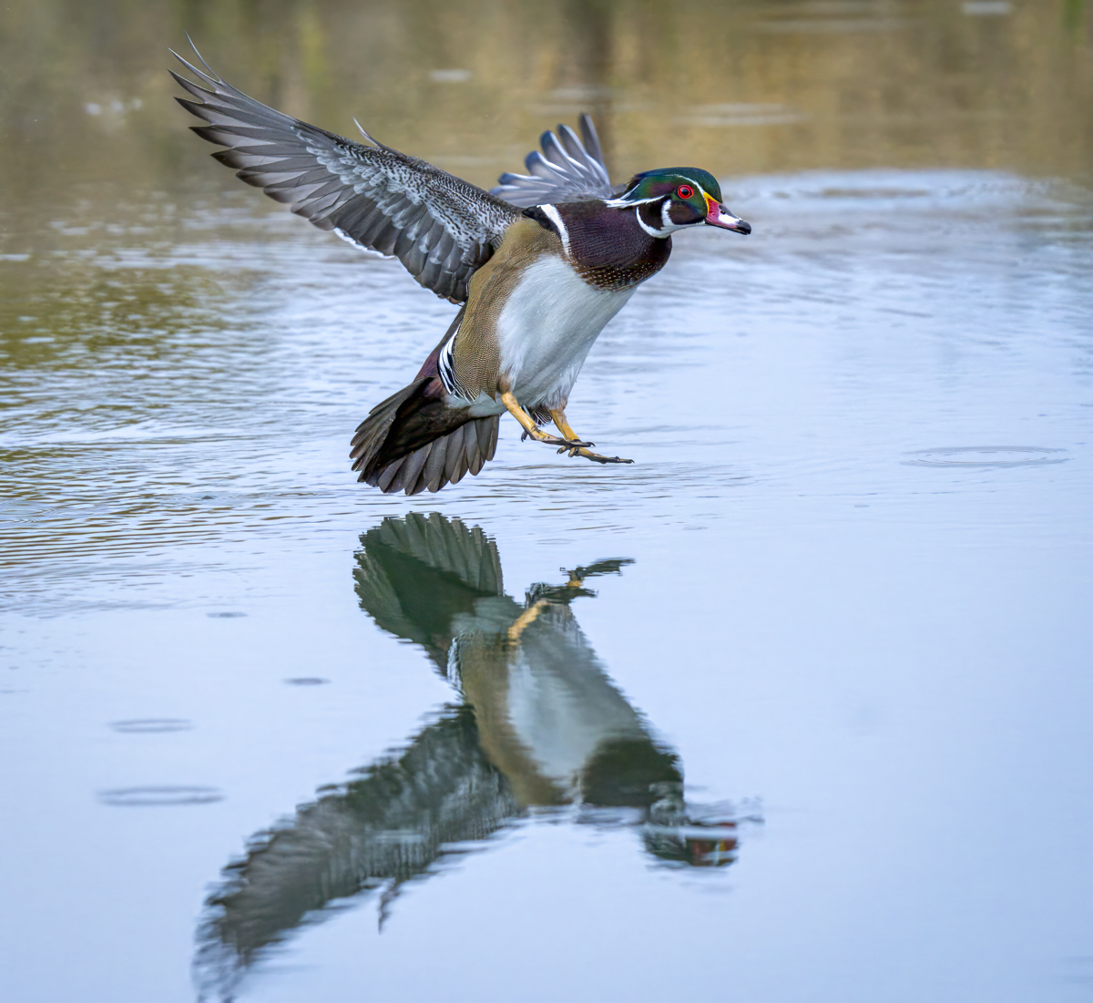 Wood duck-06903-Edit.jpg