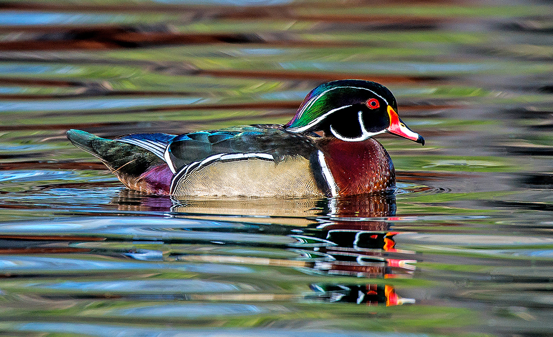 Wood Duck 2.jpg