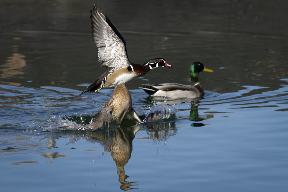 Winged Wednesday 1/8/2025 | Focal World