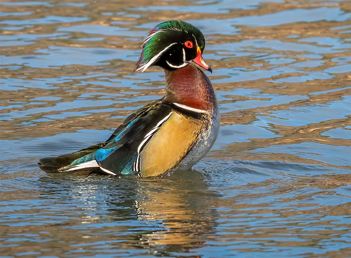 Wood duck-8398-Edit.jpg