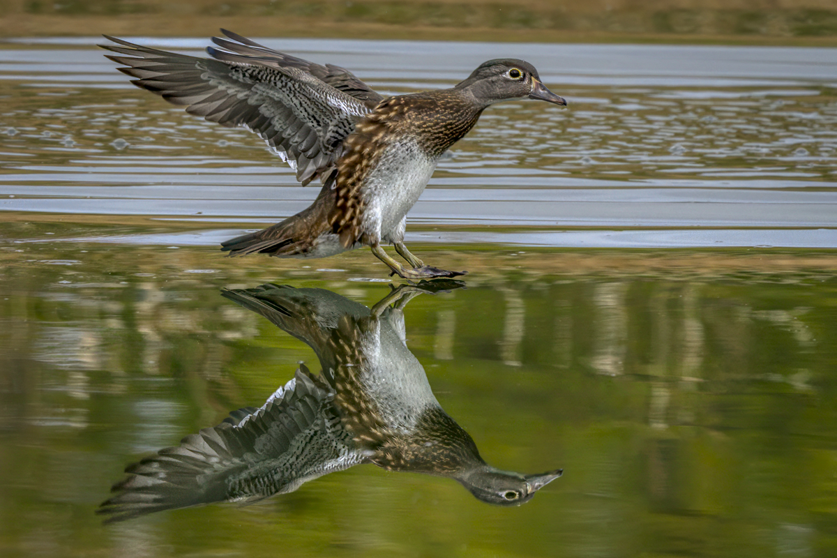 Wood Duck Hen 5584-Edit.jpg