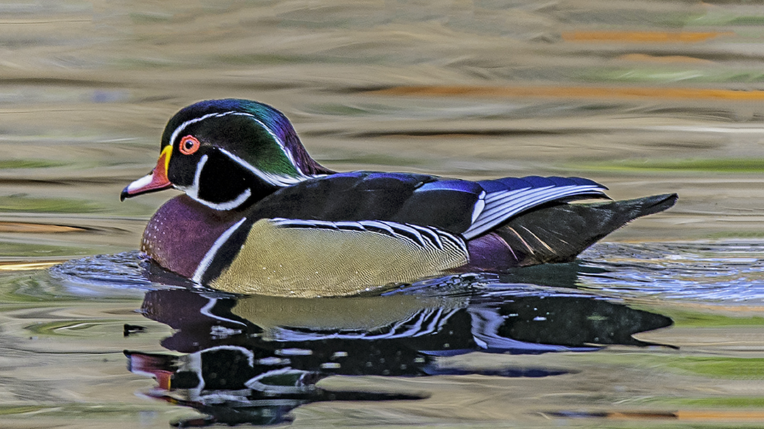Wood Duck in sea of beauty-Edit.jpg