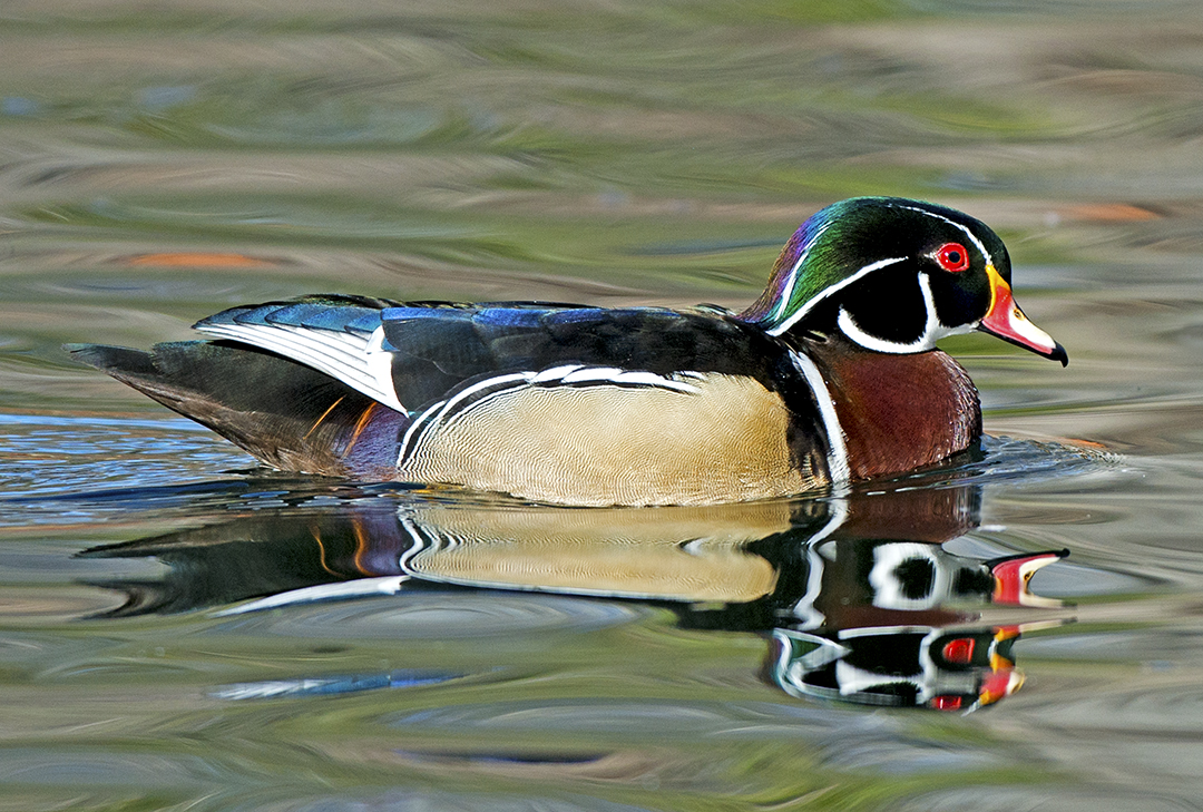 Wood Duck.jpg