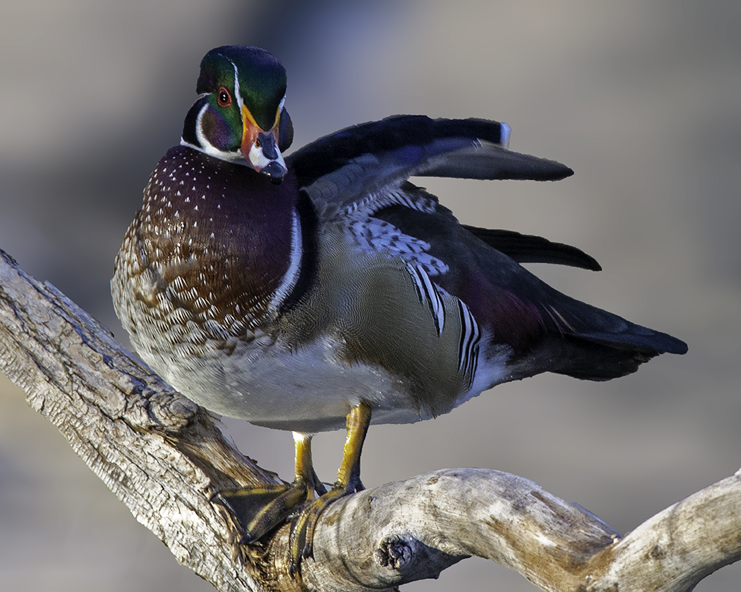 Wood Duck.jpg