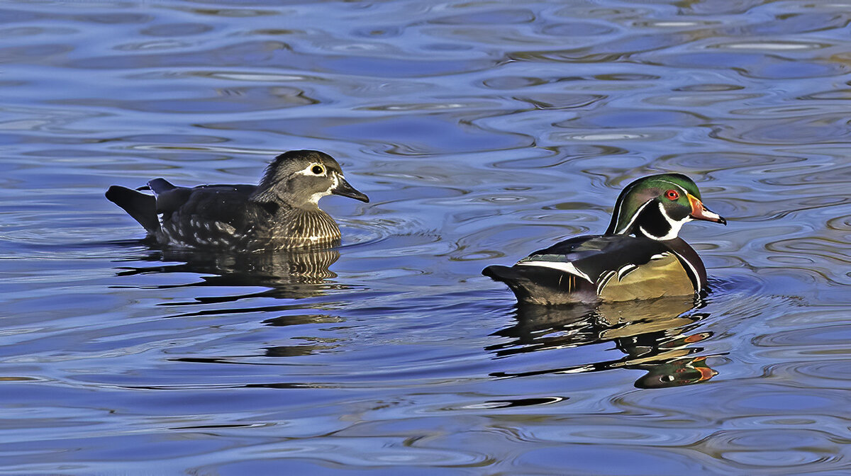 Wood Duck pair denoise.jpg