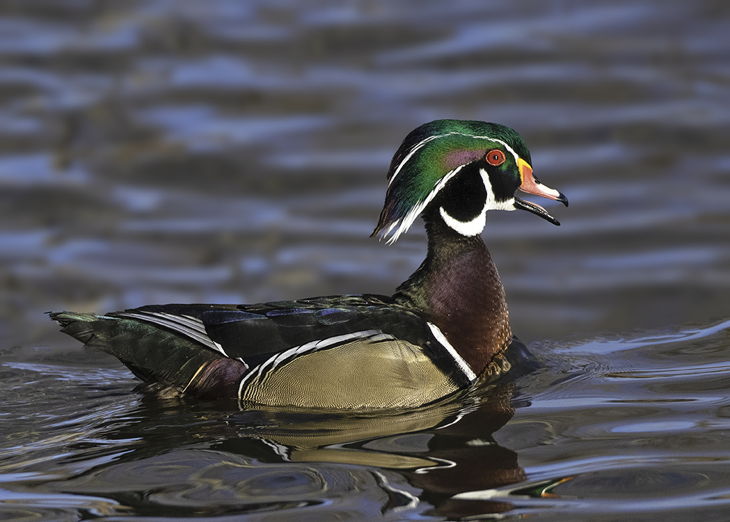 Wood Duck, Verde Village Pond, Cottonwood, AZ.jpg