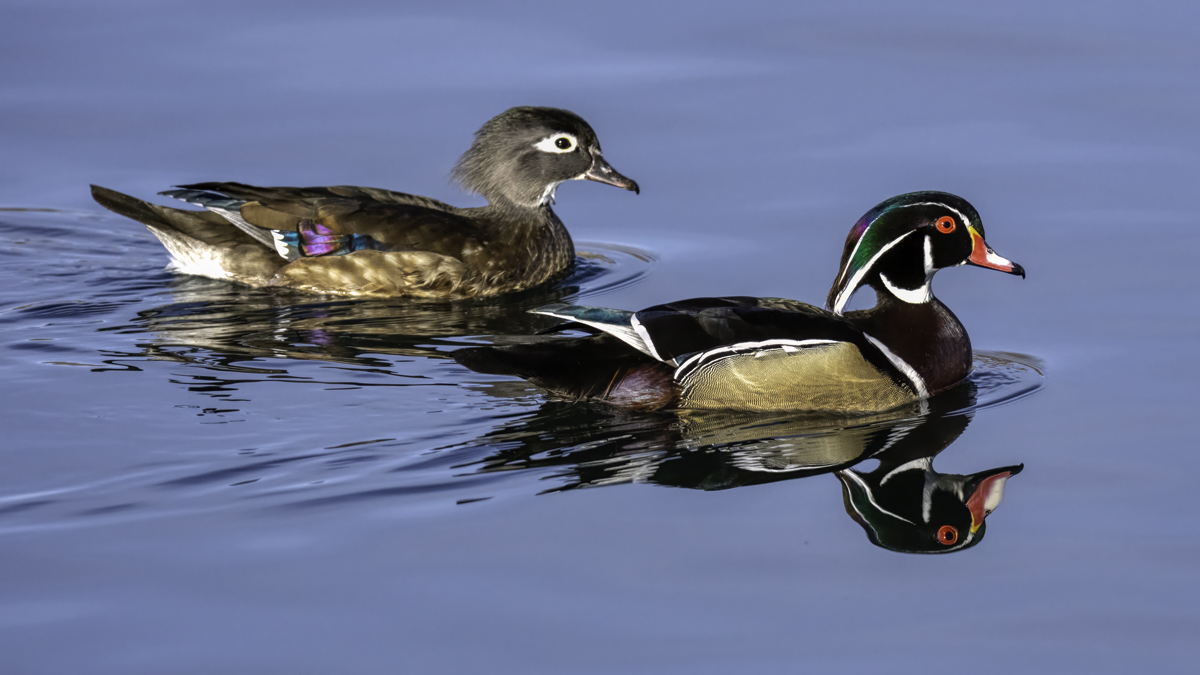 Wood Ducks-01173-Edit.jpg