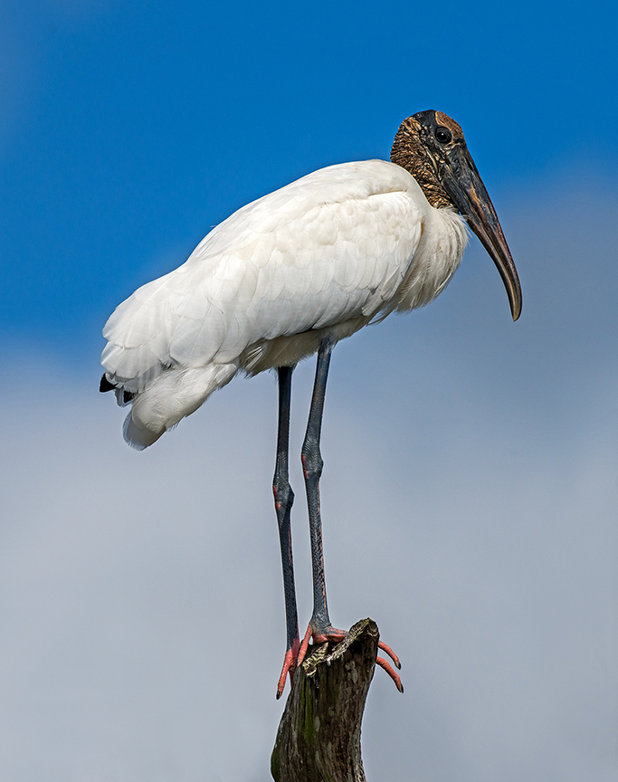 Wood Stork.jpg