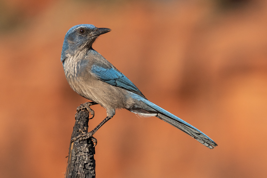 Woodhouse’s Scrub-Jay-02149-Edit.jpg