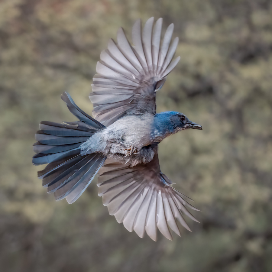 Woodhouse’s Scrub-Jay-08979-Edit.jpg