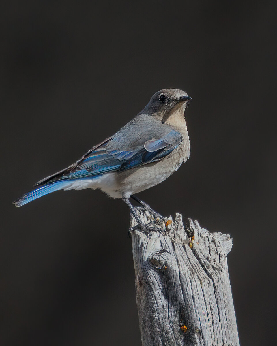 Woodhouse's Scrub Jay---05-08-2022---1.jpg