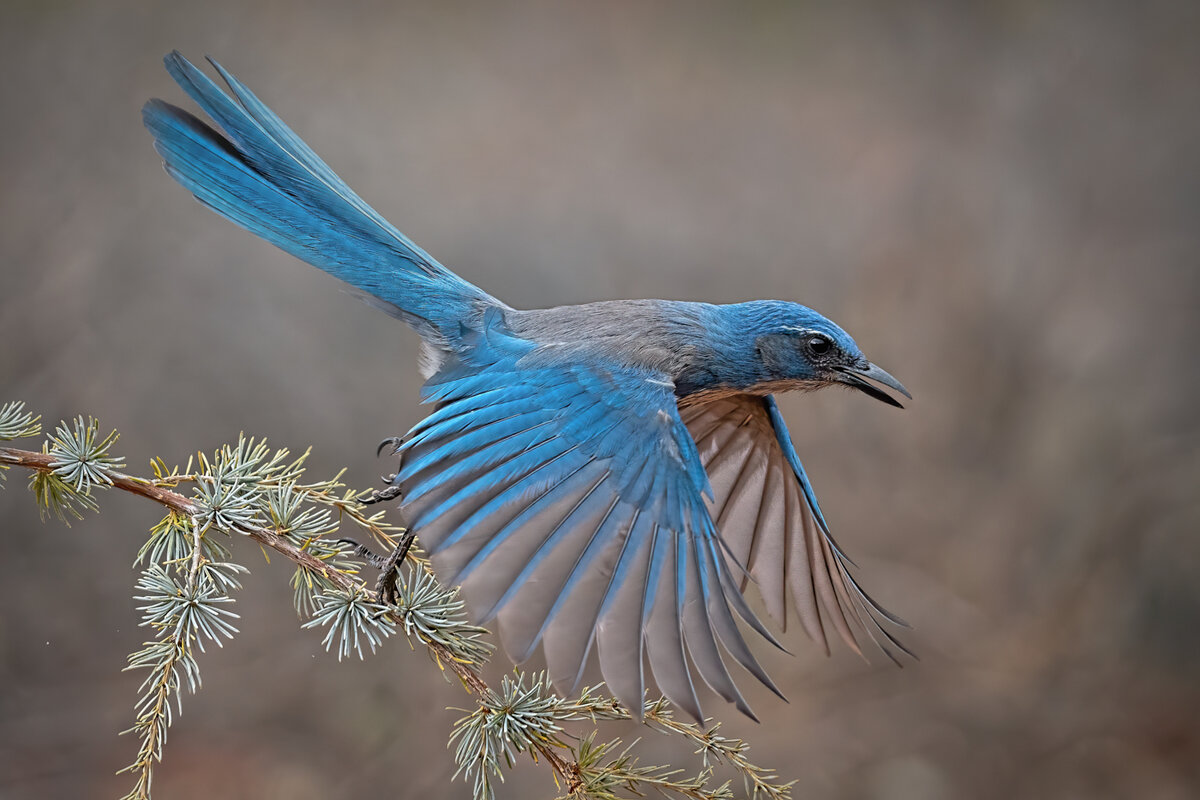 Woodhouse's scrub jay-0537-Edit.jpg